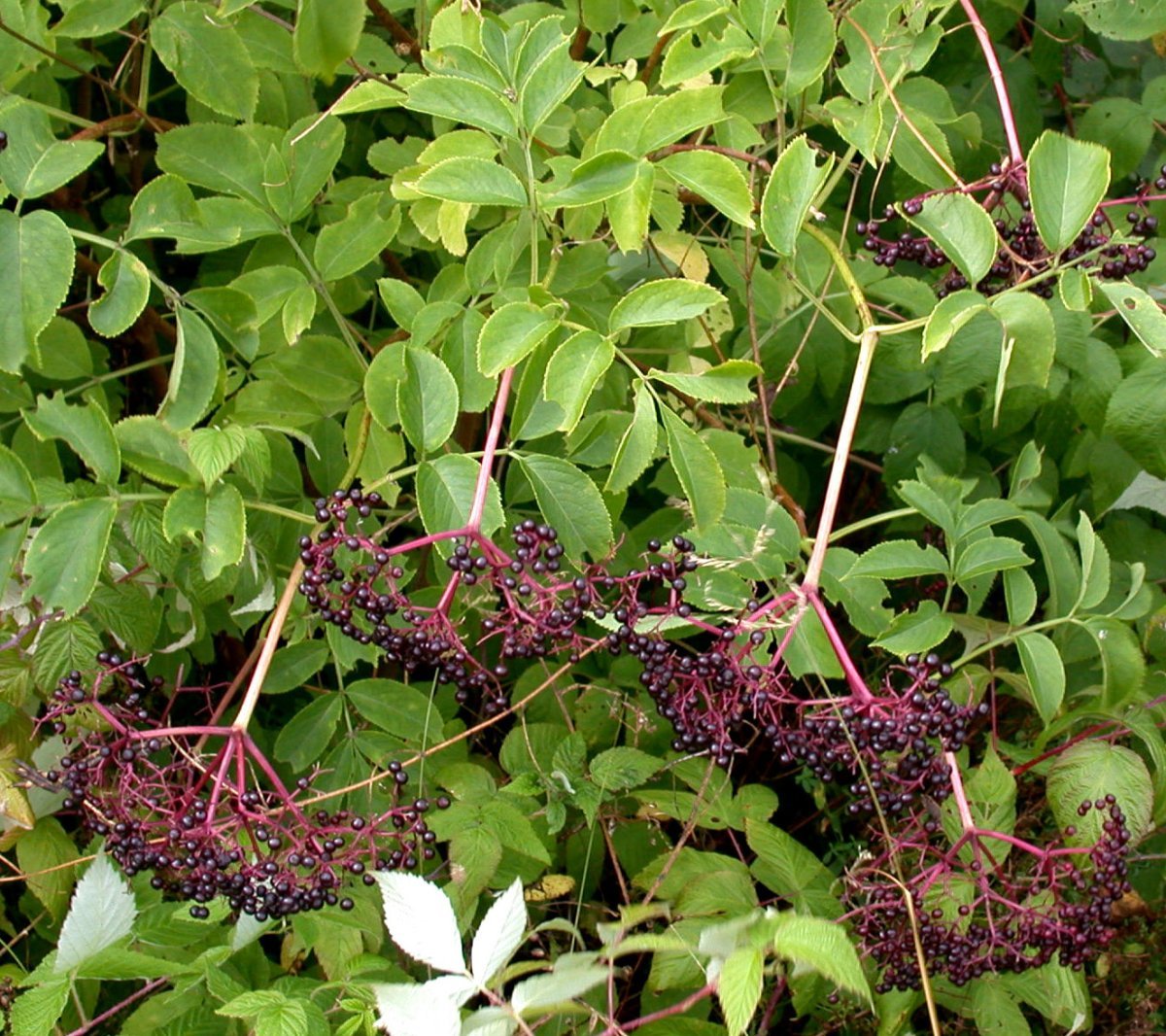 Бузина канадская - фото 6