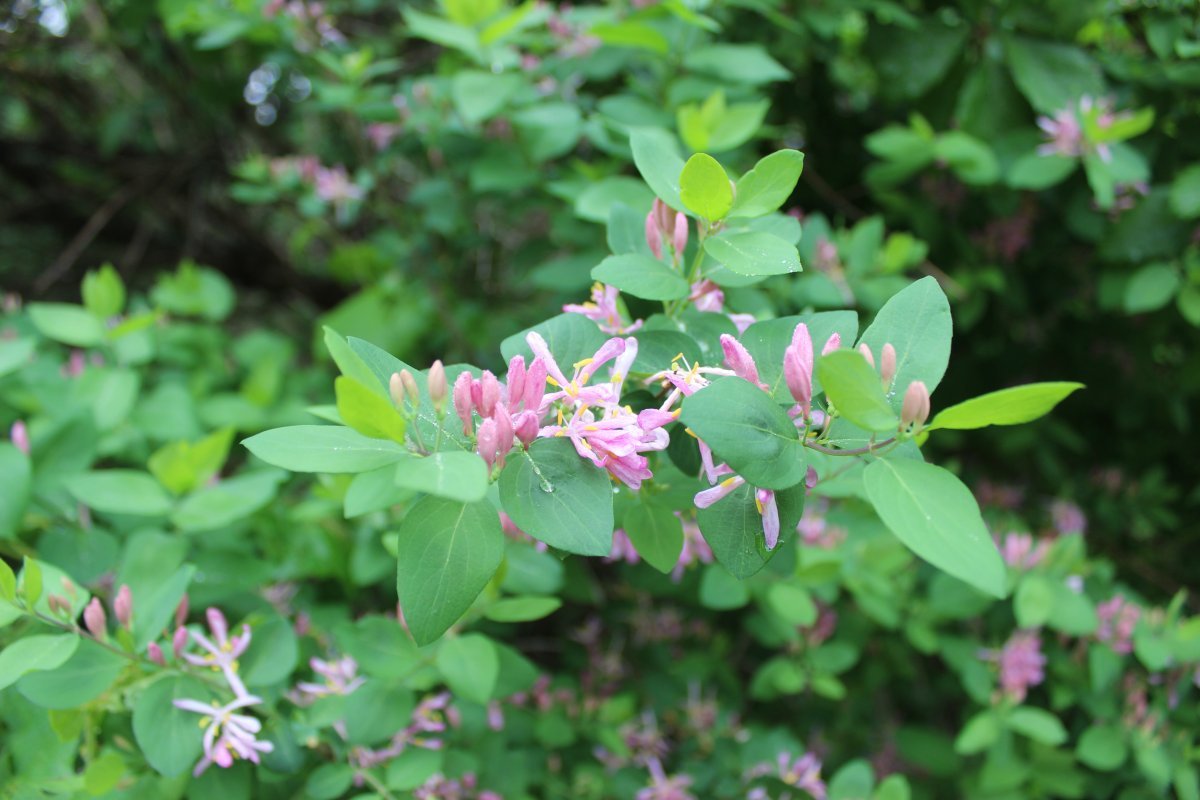 Жимолость татарская - фото 2