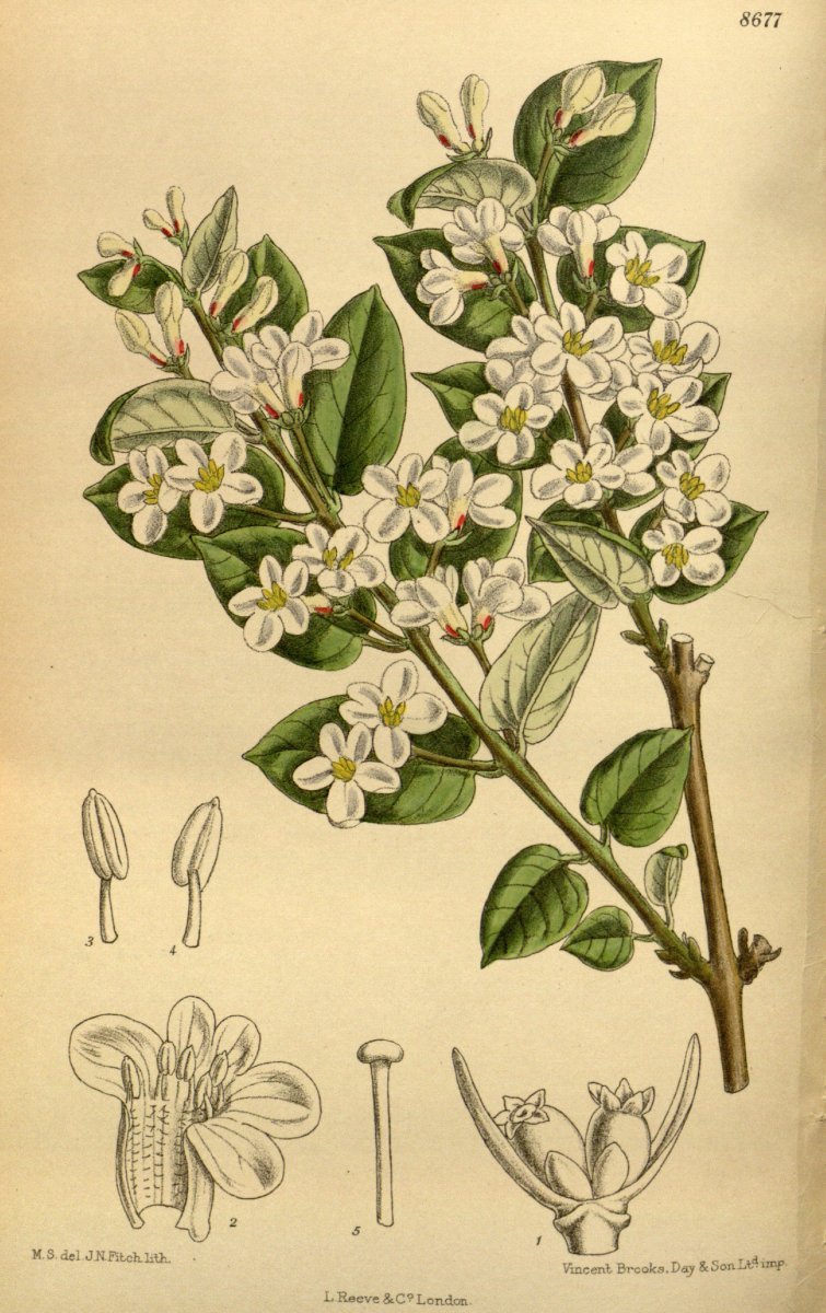 Жимолость татарская - фото 4