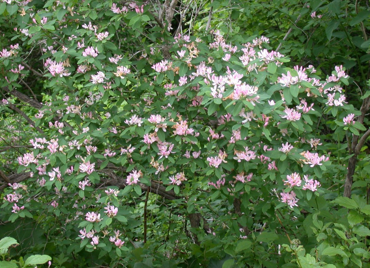 Жимолость татарская - фото 9