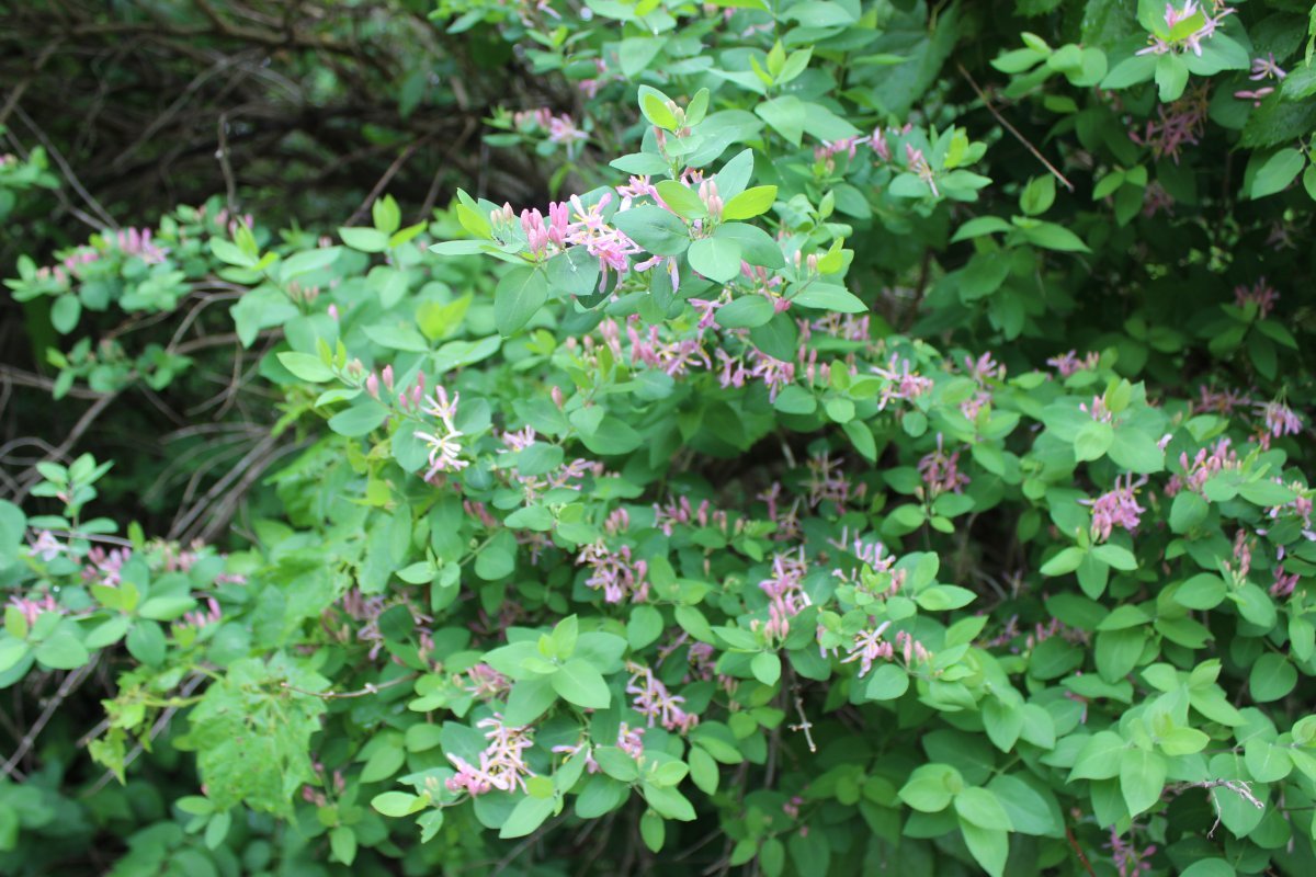 Жимолость татарская - фото 3