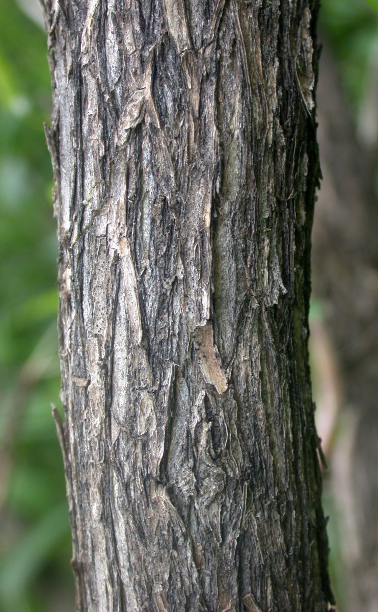 Жимолость татарская - фото 6