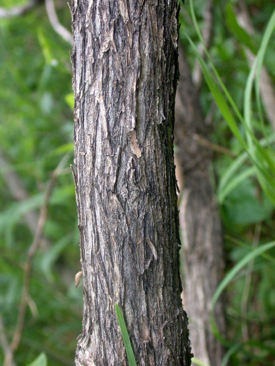 Жимолость татарская - фото 5