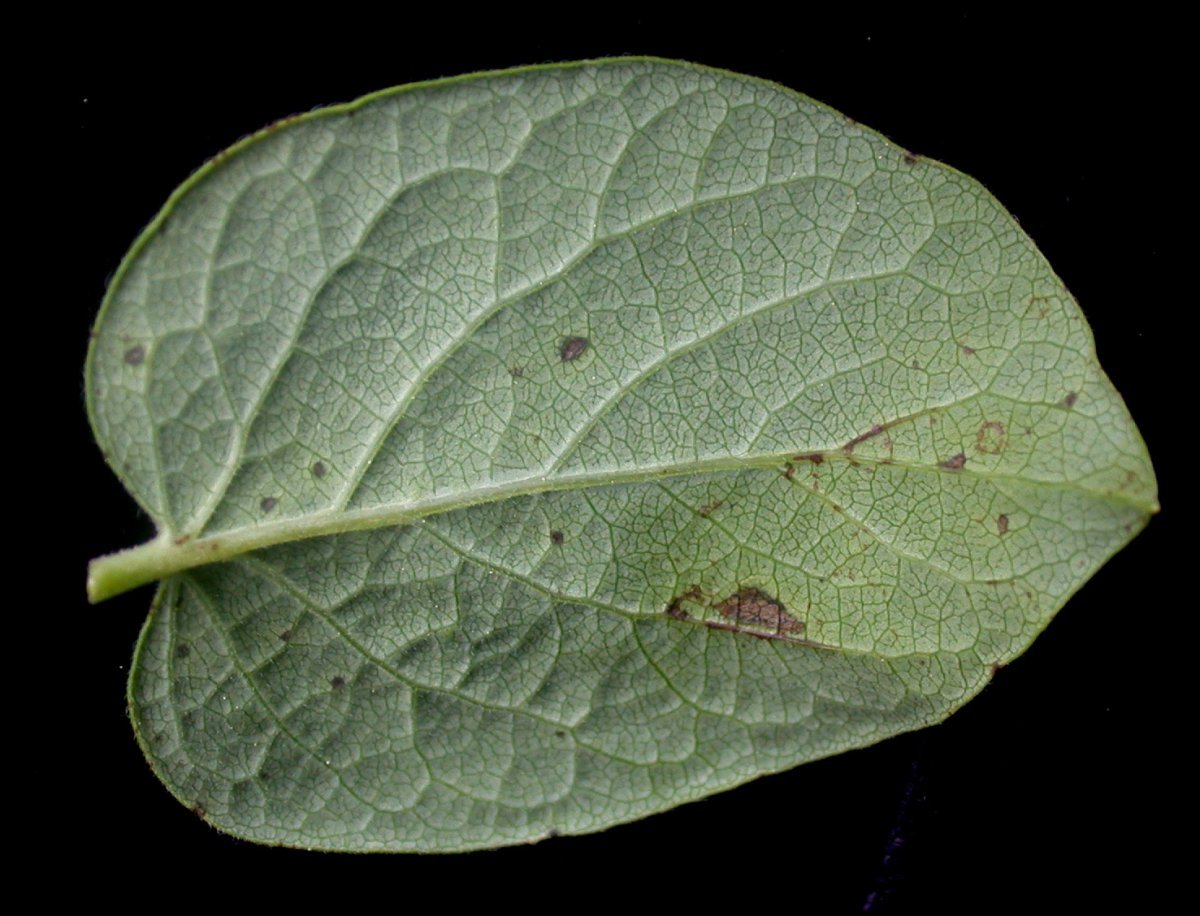 Жимолость татарская - фото 8