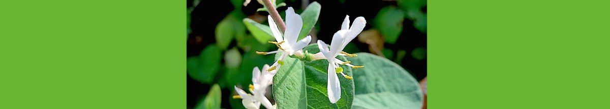 Жимолость татарская