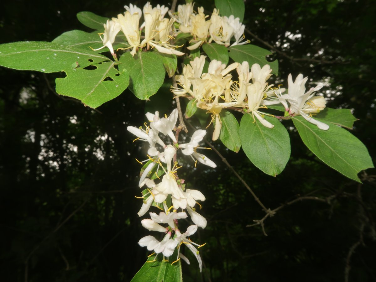 Жимолость Маака - фото 6