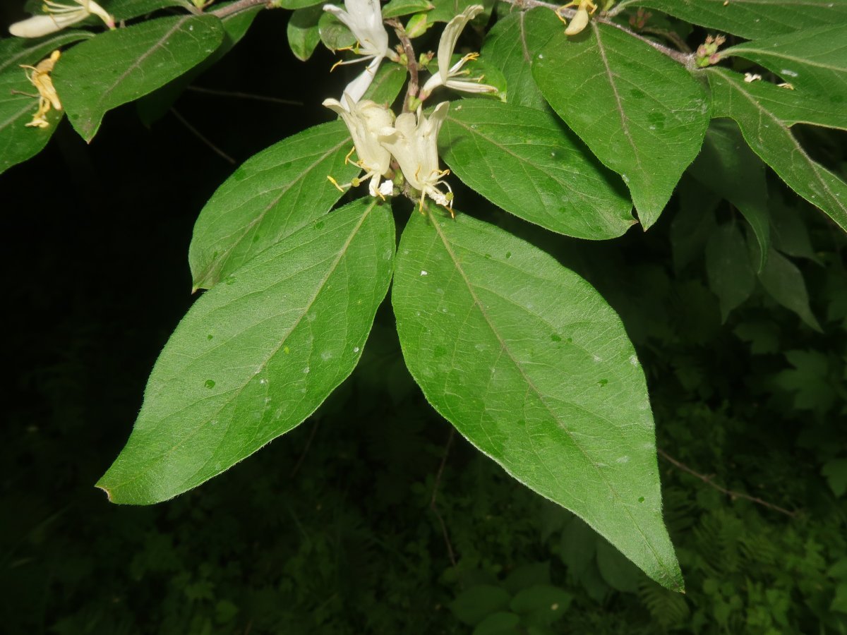 Жимолость Маака - фото 7