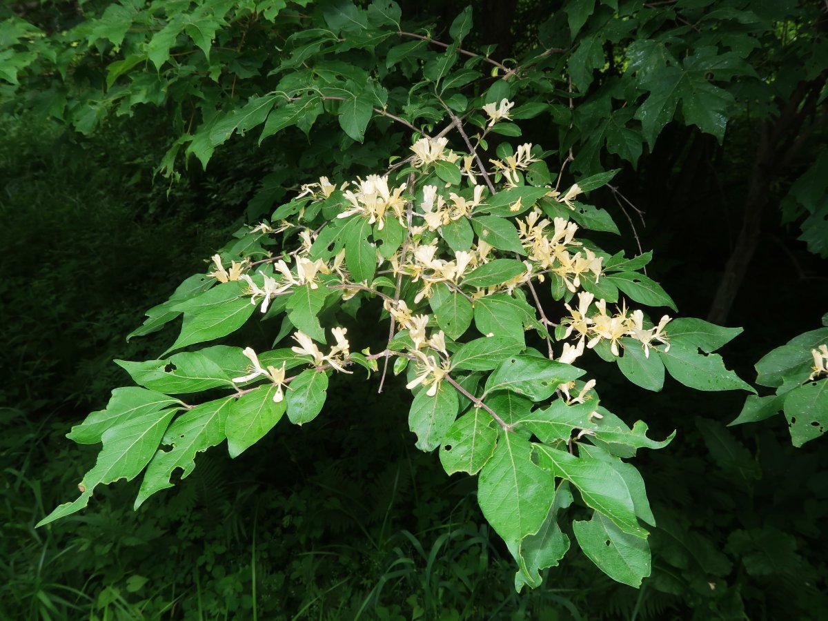 Жимолость Маака - фото 4