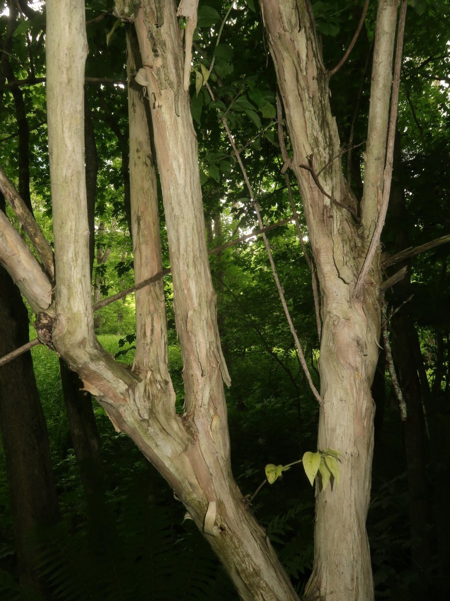 Жимолость Маака - фото 9