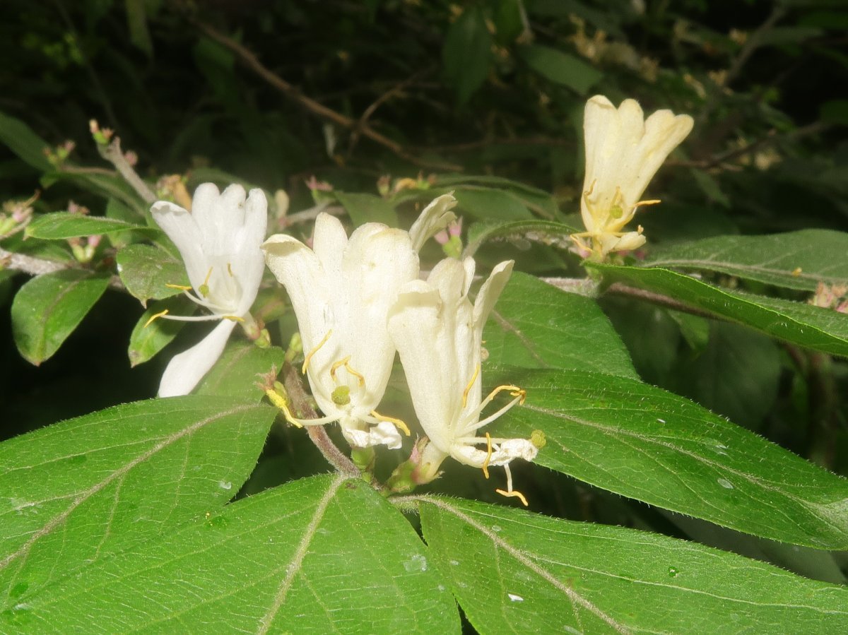 Жимолость Маака - фото 5