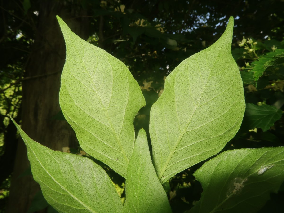 Жимолость Маака - фото 8