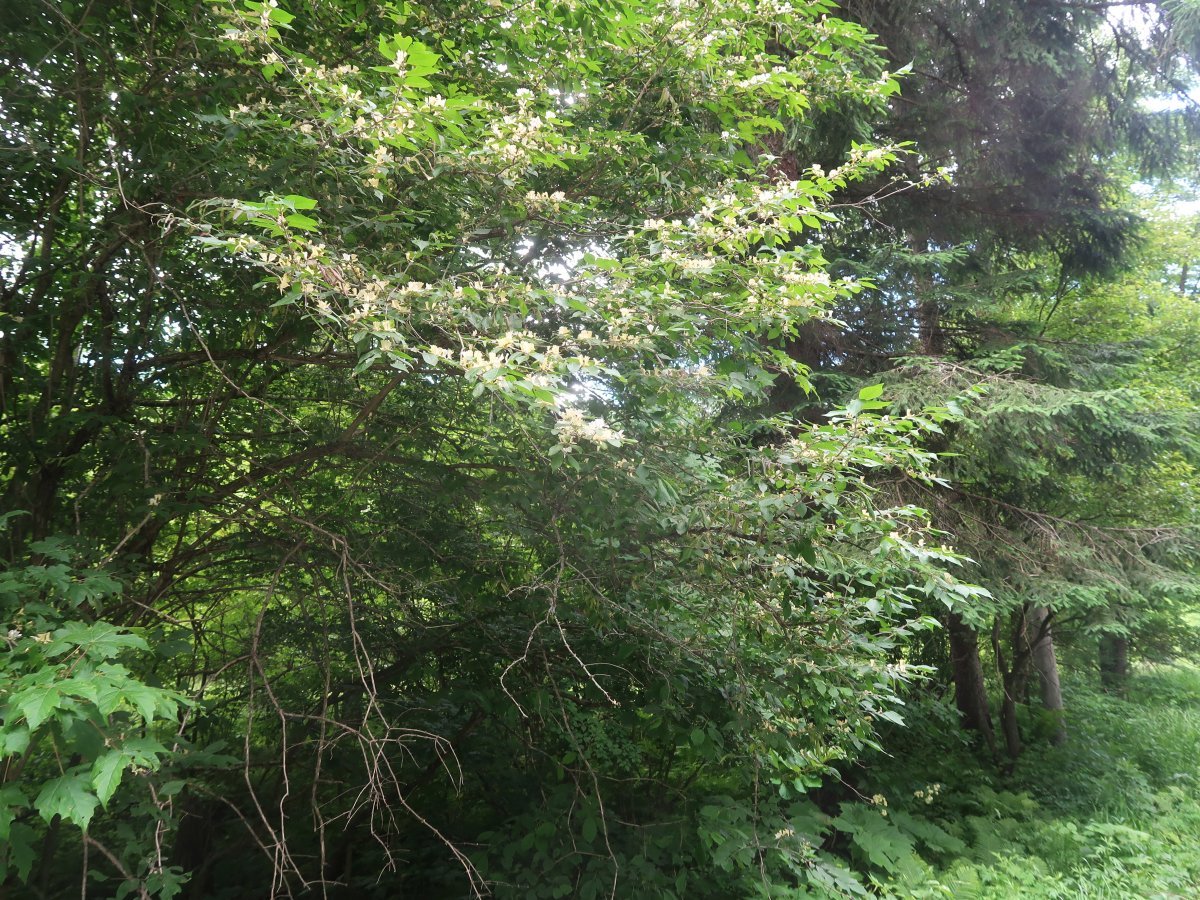 Жимолость Маака - фото 10