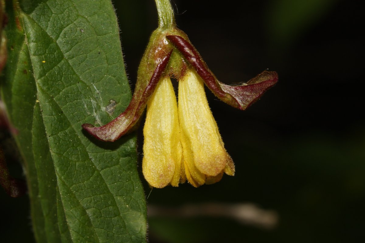 Жимолость покрывальная - фото 10