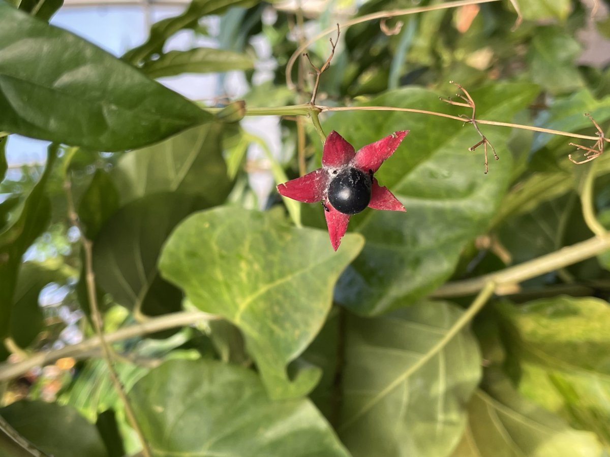 Жимолость покрывальная - фото 5