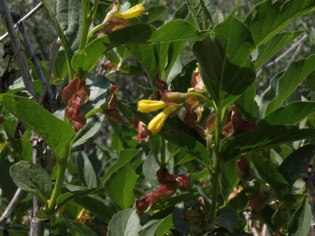 Жимолость покрывальная - фото 2