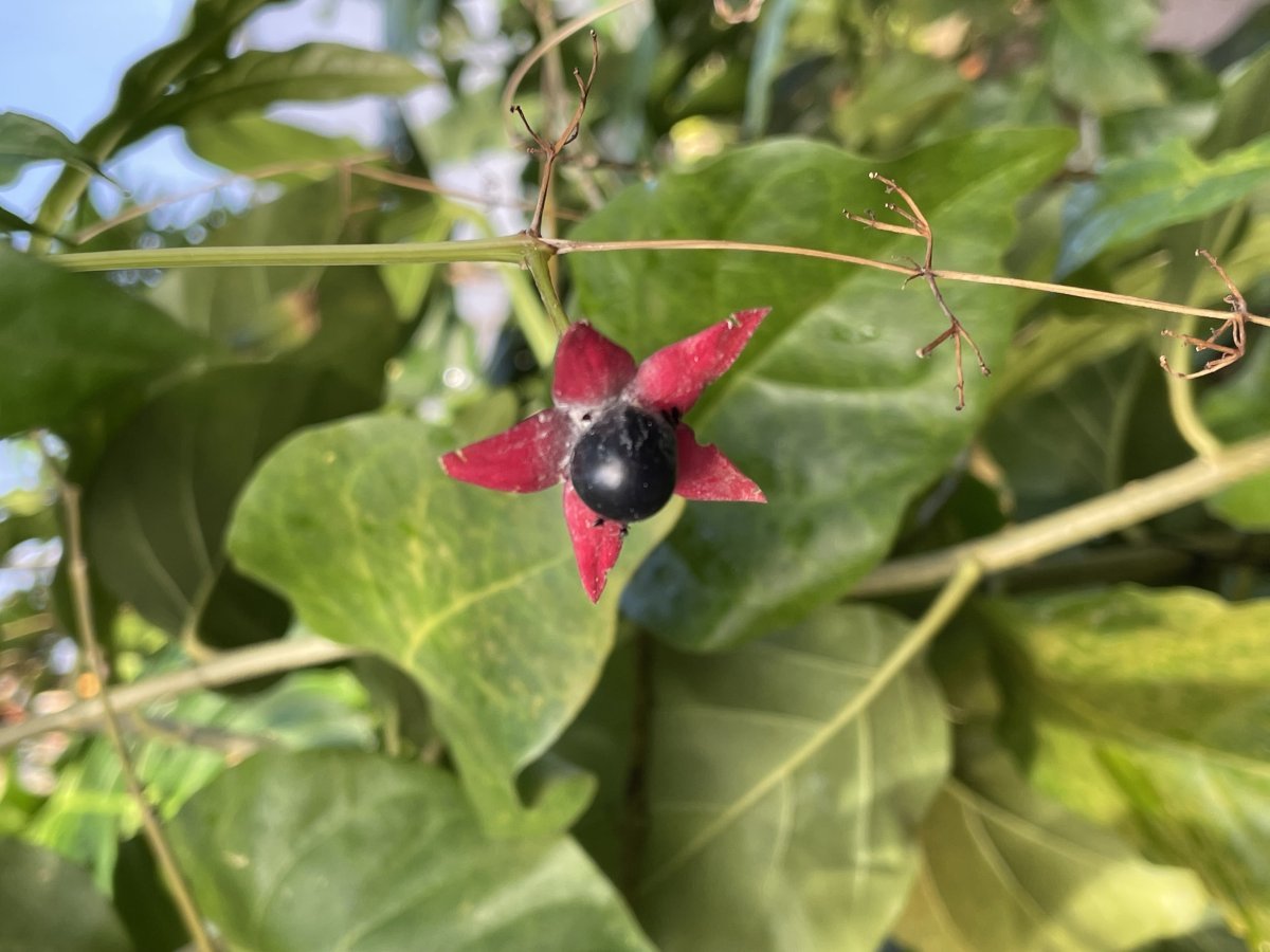 Жимолость покрывальная - фото 4
