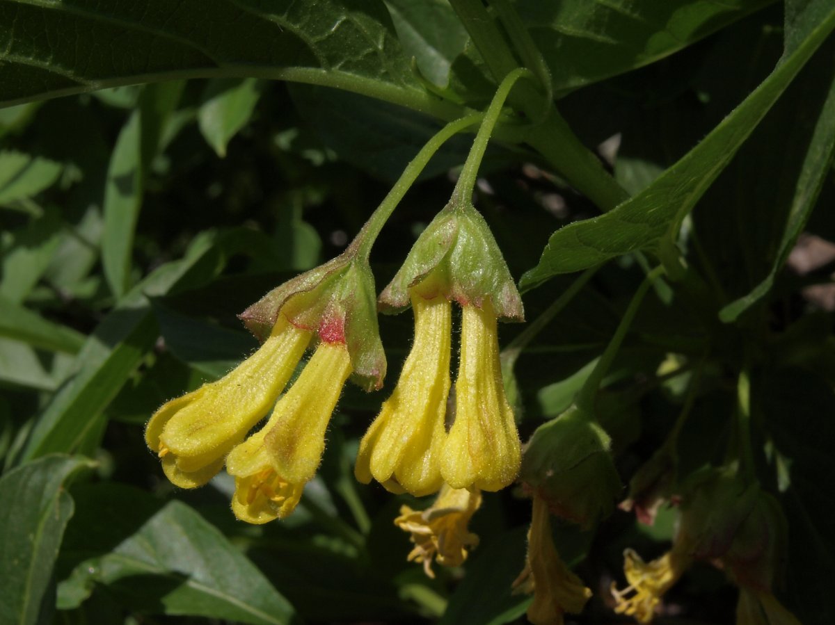 Жимолость покрывальная