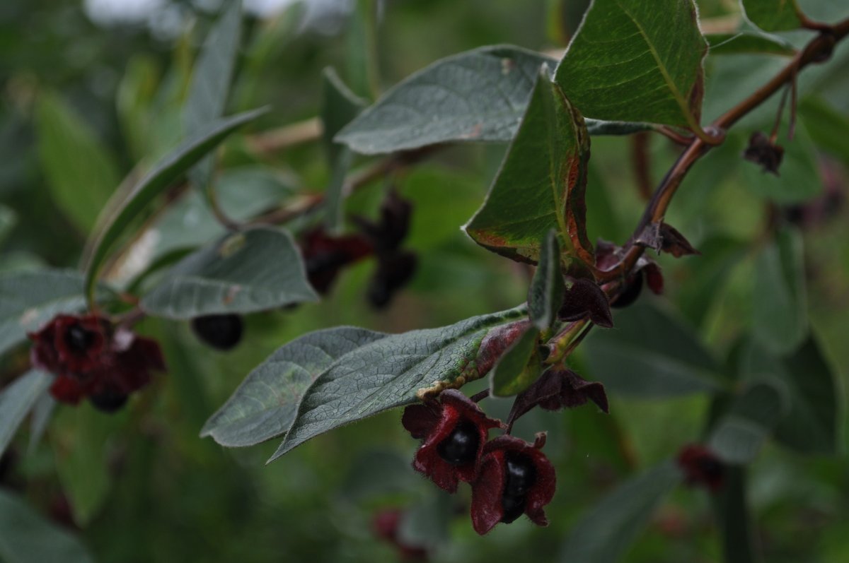 Жимолость покрывальная - фото 6