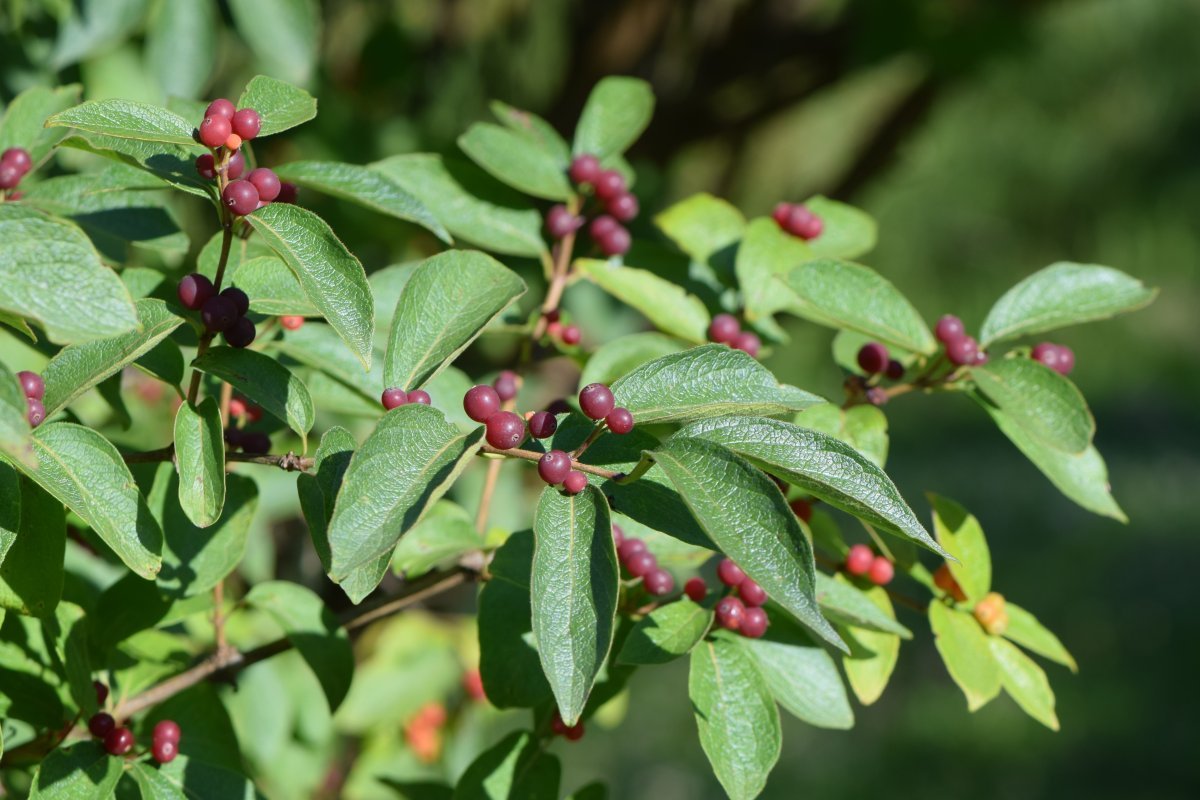 Жимолость золотистая - фото 10