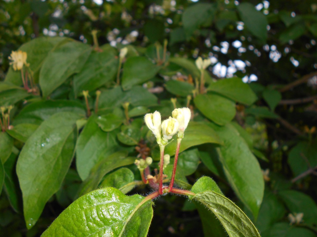 Жимолость золотистая - фото 3