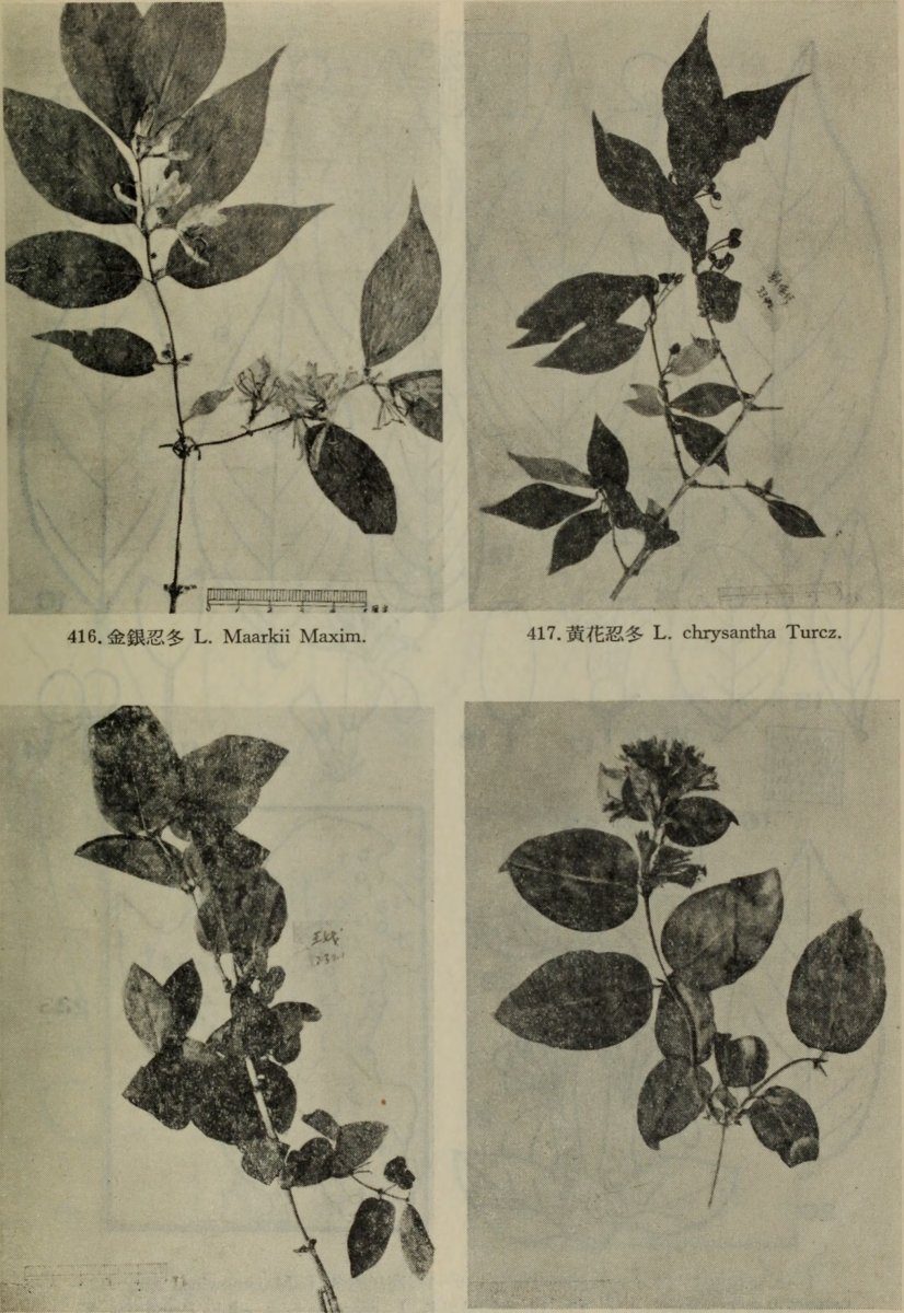 Жимолость золотистая