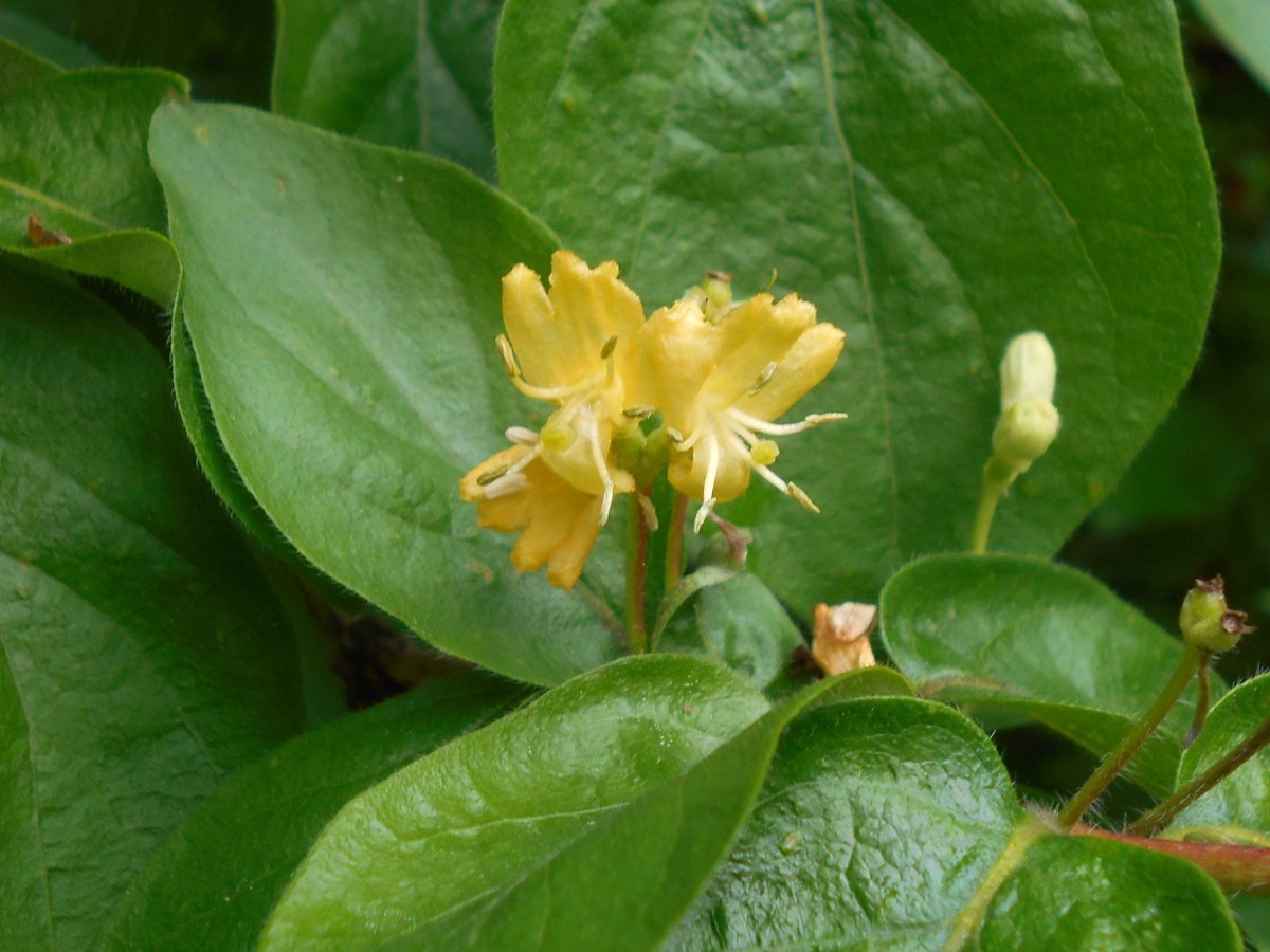 Жимолость золотистая - фото 5