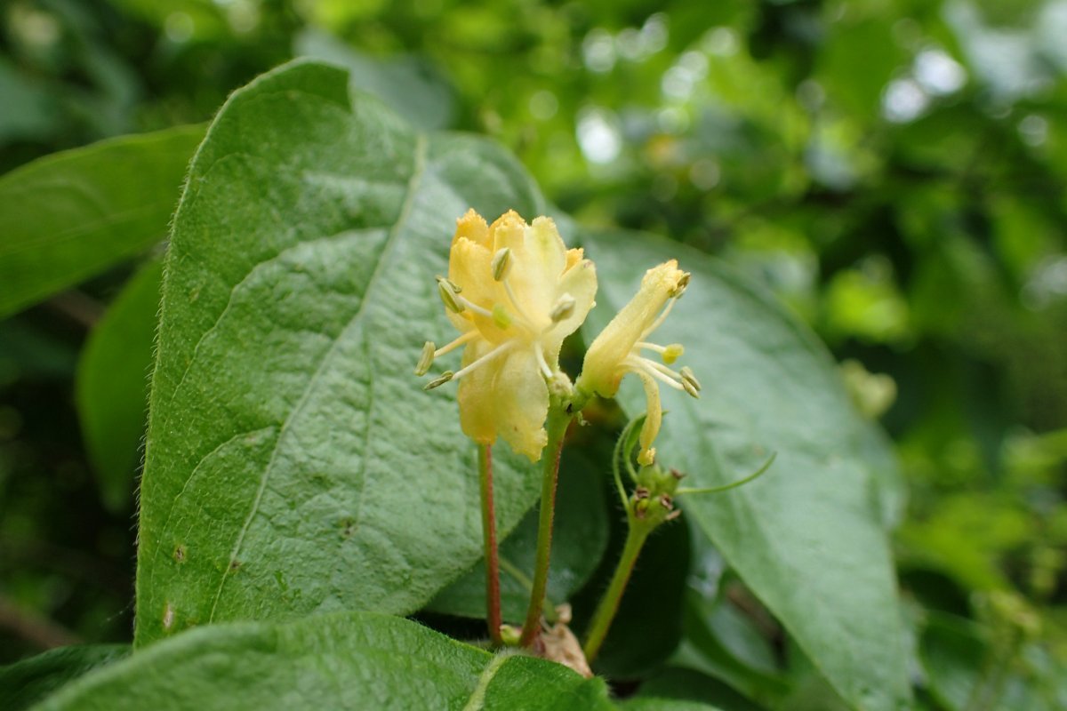 Жимолость золотистая - фото 9