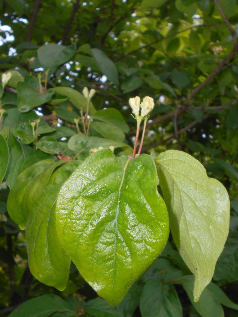 Жимолость золотистая - фото 2