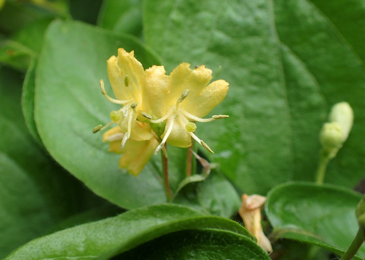 Жимолость золотистая - фото 7