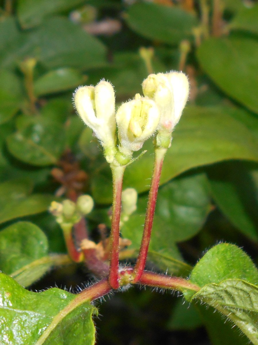 Жимолость золотистая - фото 4