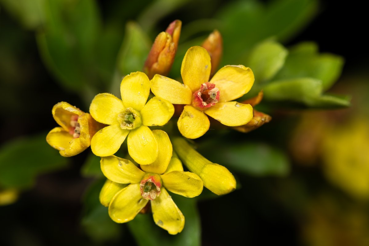 Смородина золотистая - фото 4