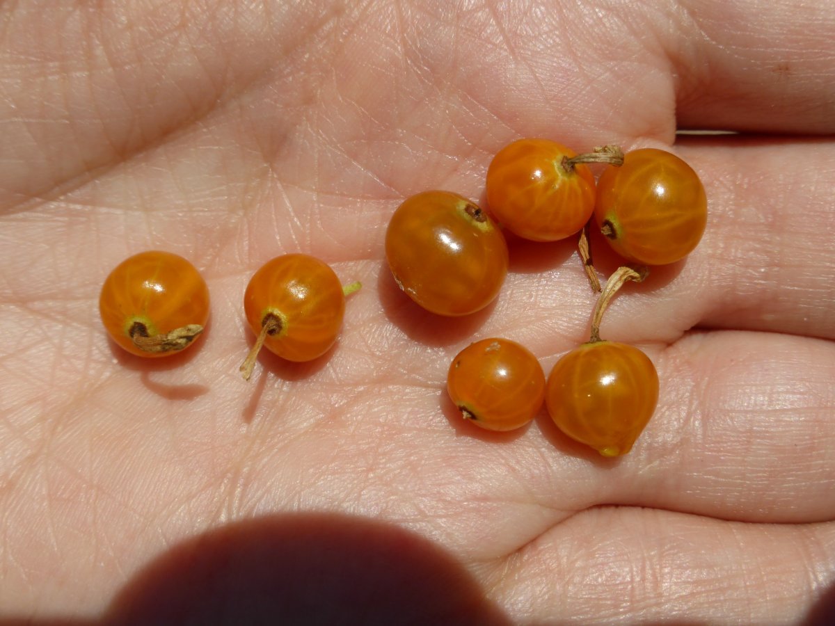 Смородина золотистая - фото 8