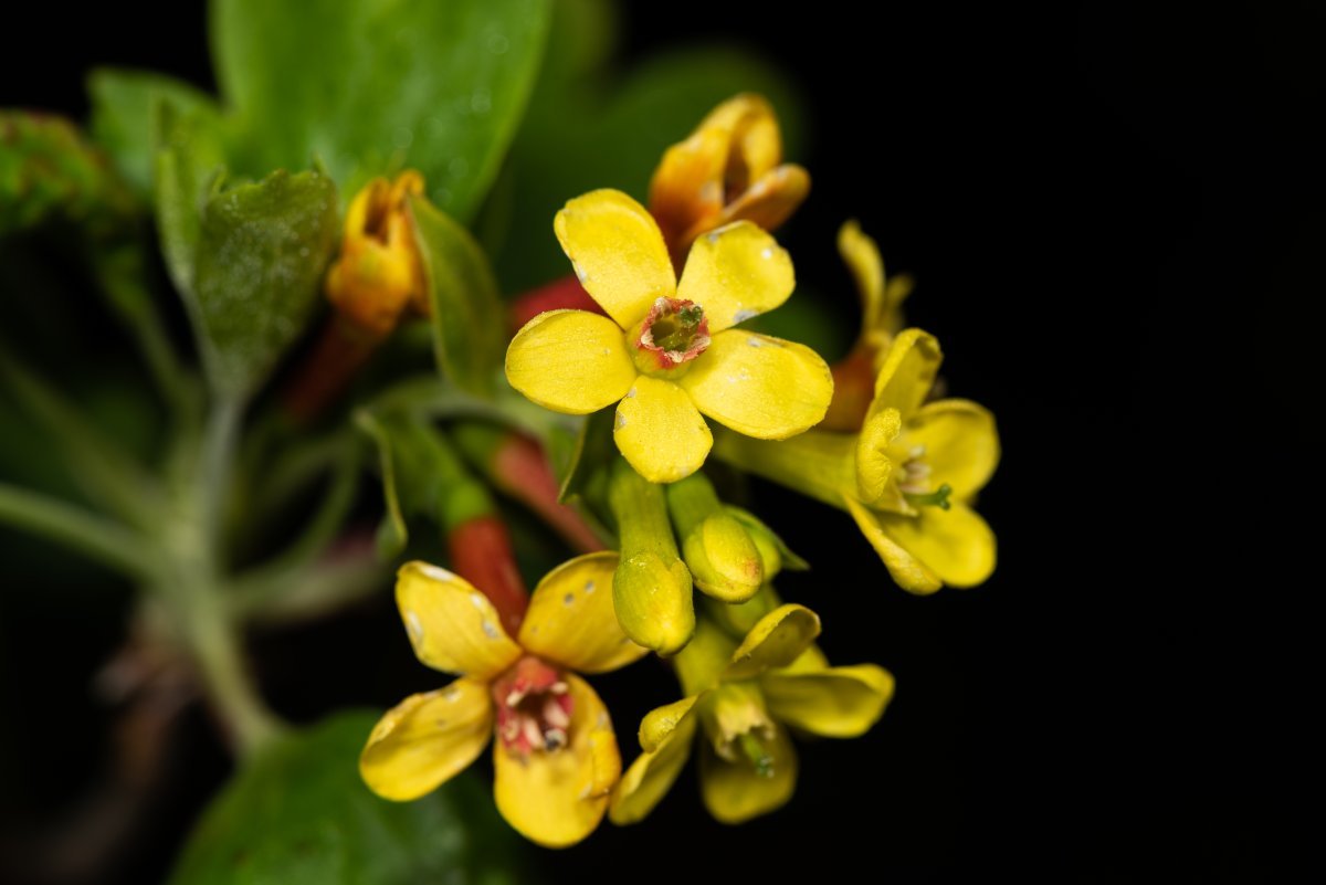 Смородина золотистая - фото 3