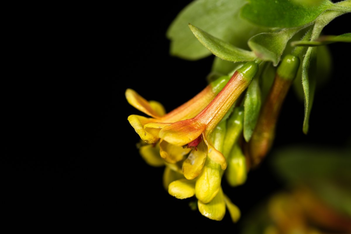 Смородина золотистая - фото 7