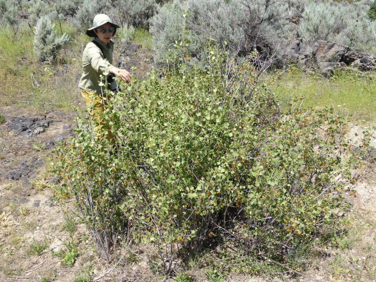 Смородина золотистая - фото 9