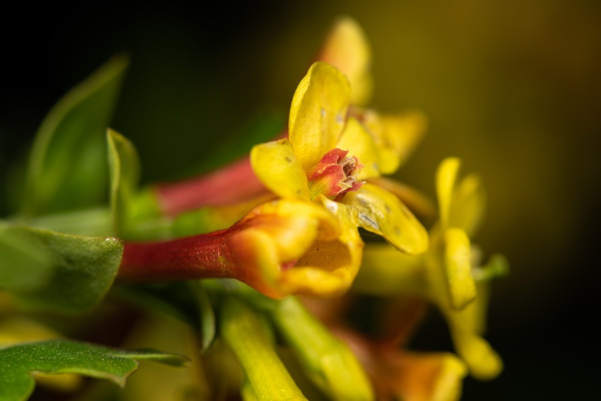 Смородина золотистая - фото 6