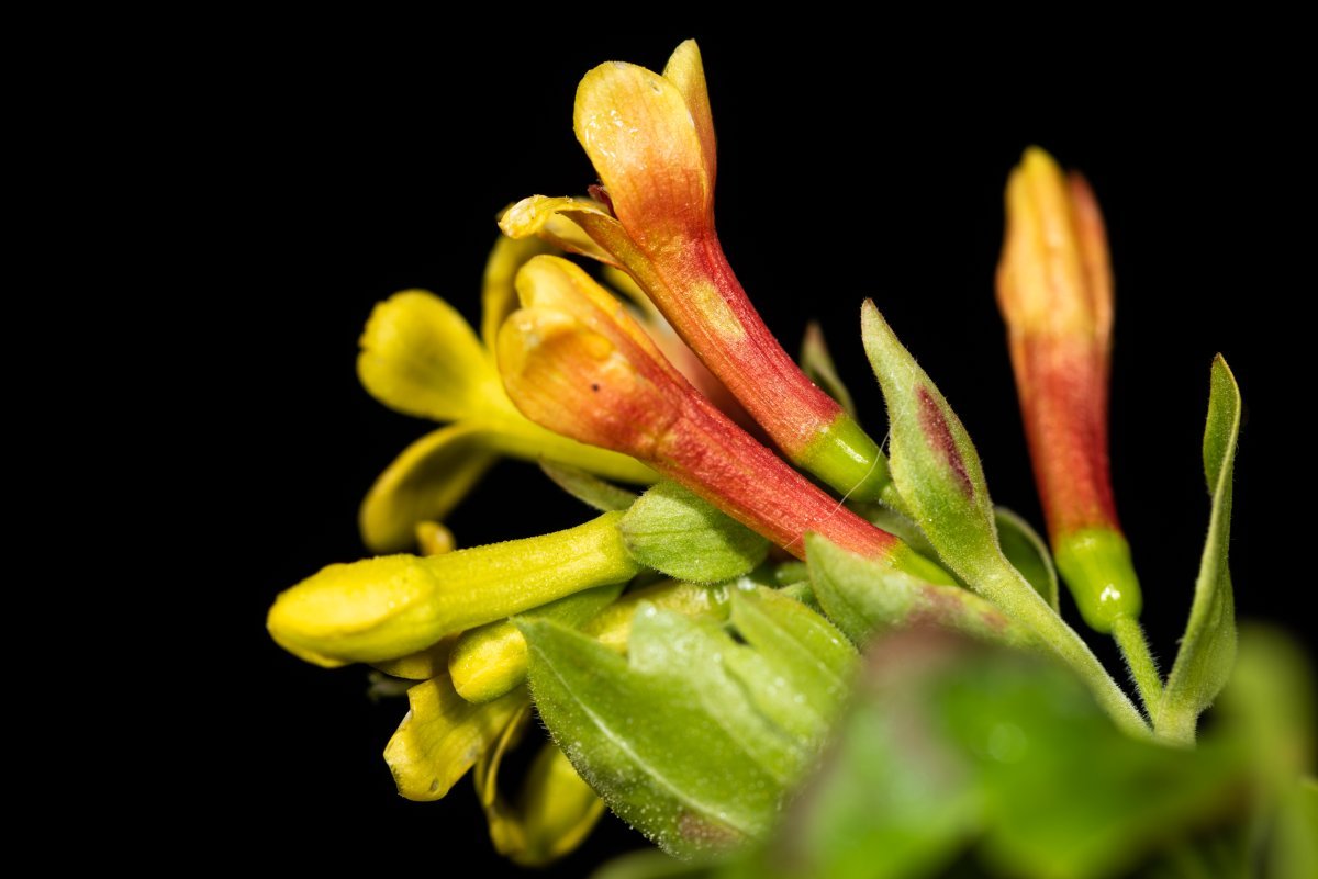 Смородина золотистая - фото 5