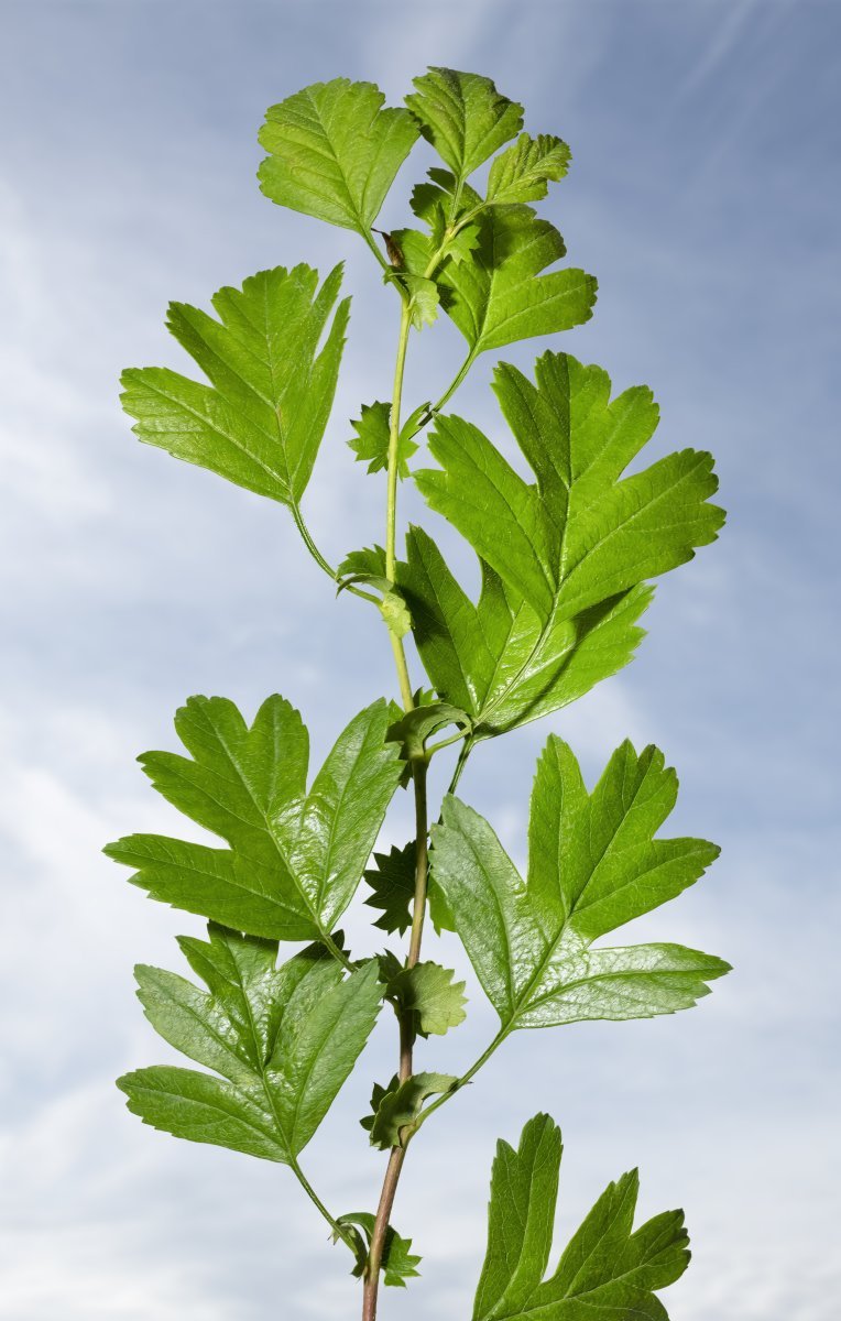 Боярышник однопестичный - фото 3