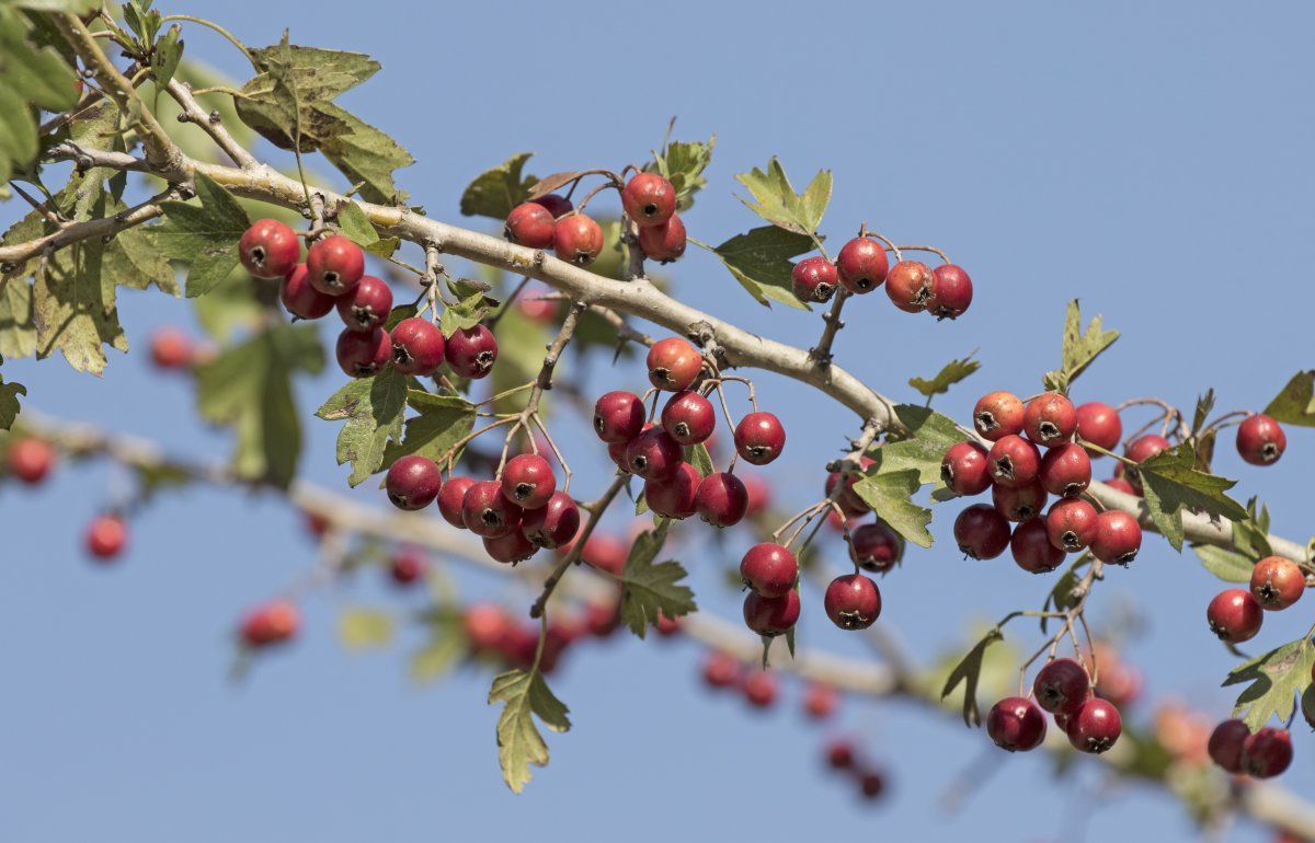 Боярышник однопестичный - фото 8