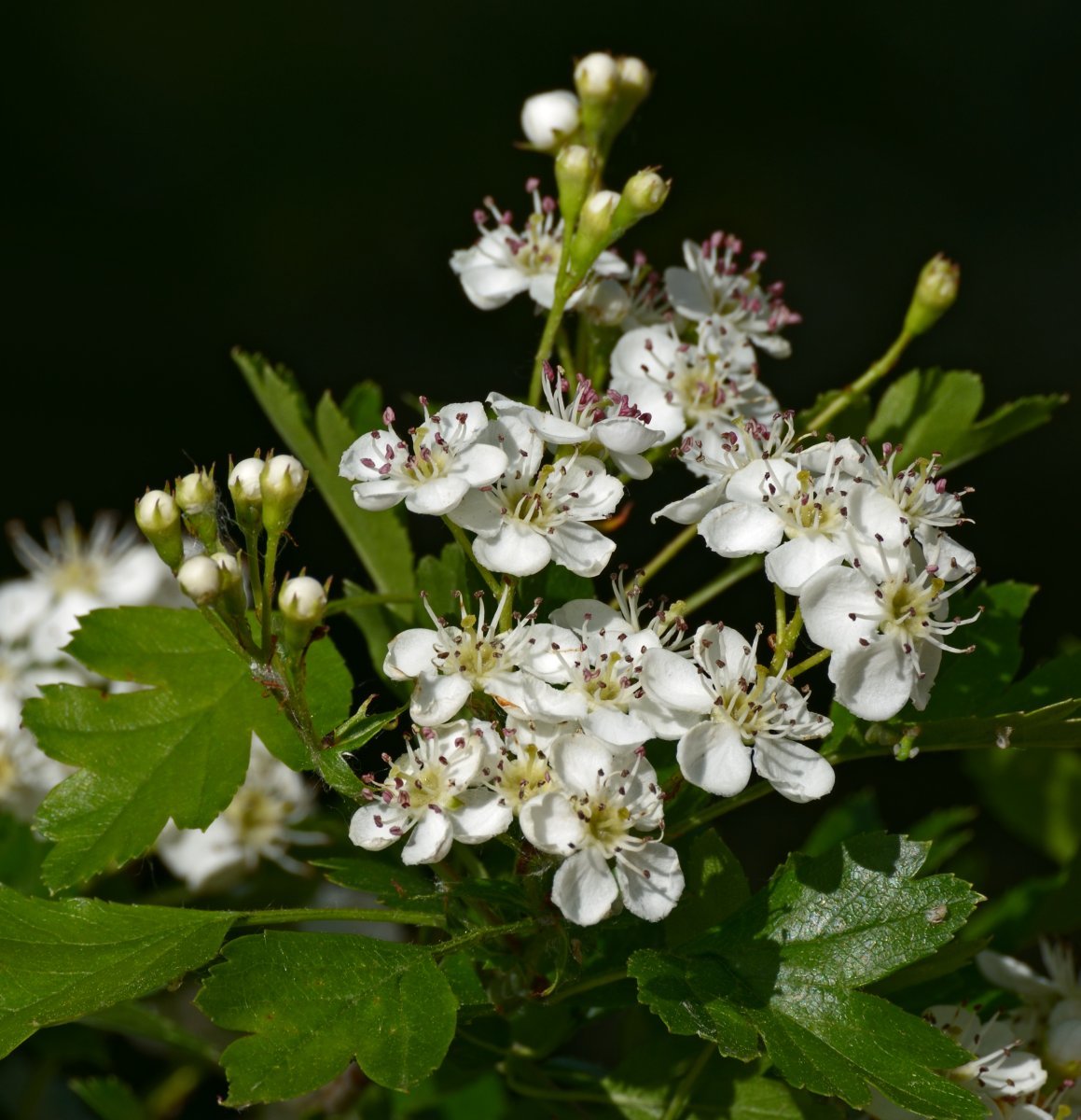 Боярышник однопестичный - фото 4
