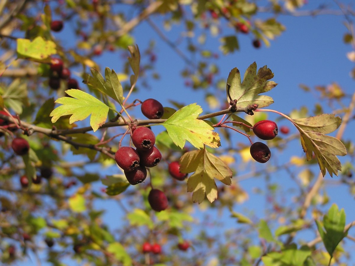 Боярышник однопестичный - фото 10