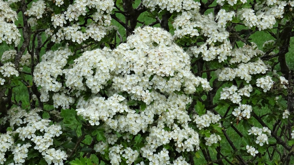 Боярышник однопестичный - фото 6