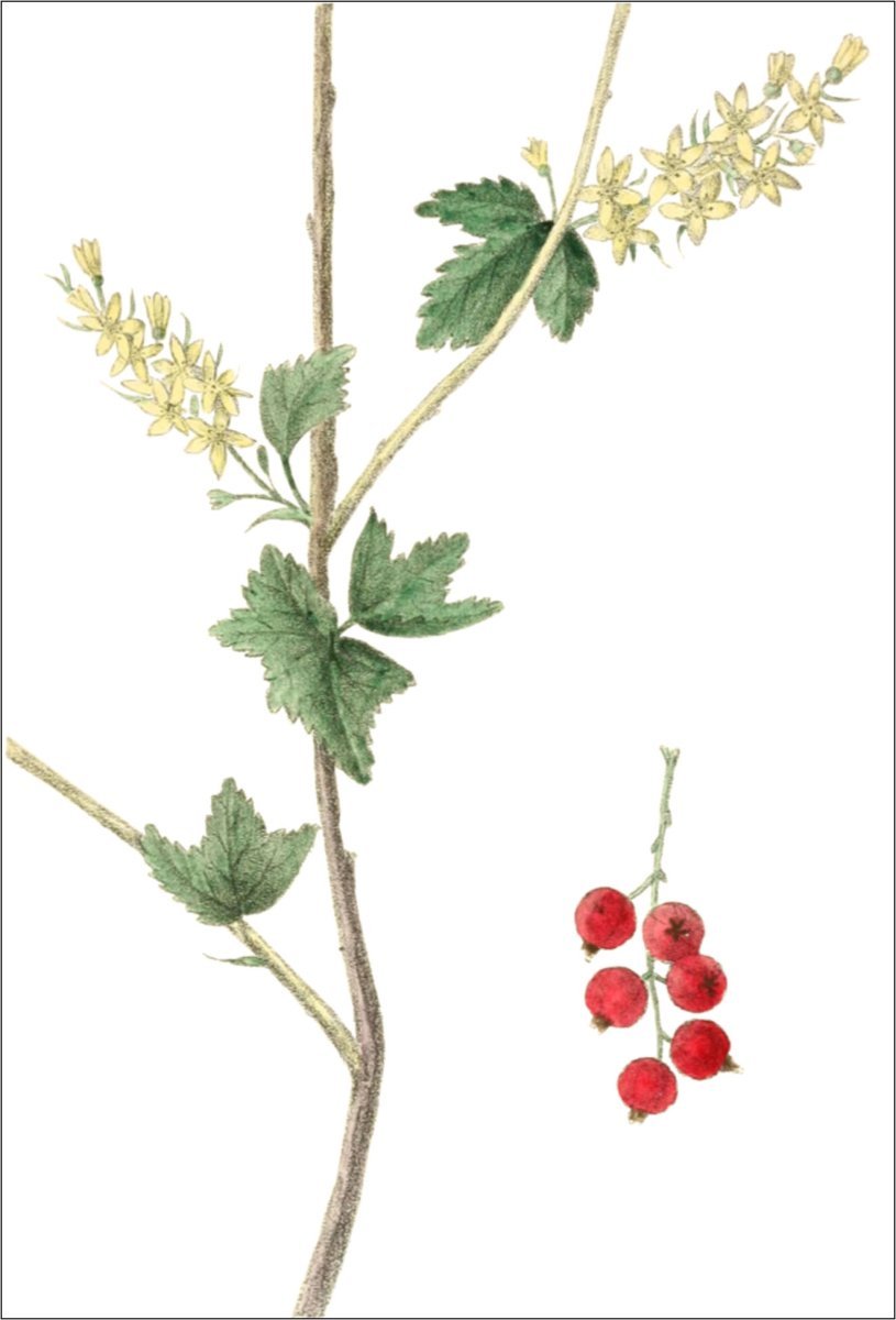 Смородина альпийская - фото 6