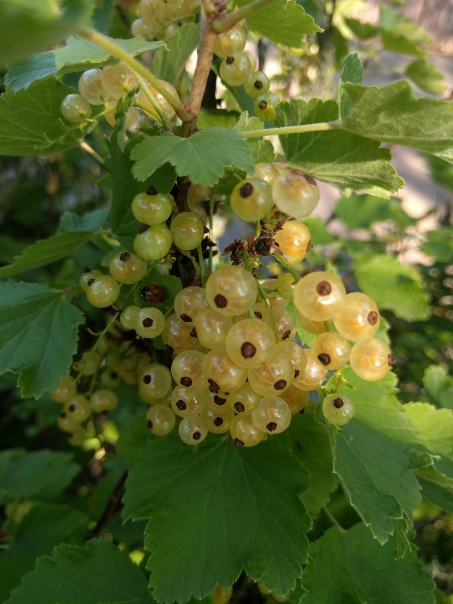 Смородина альпийская - фото 5