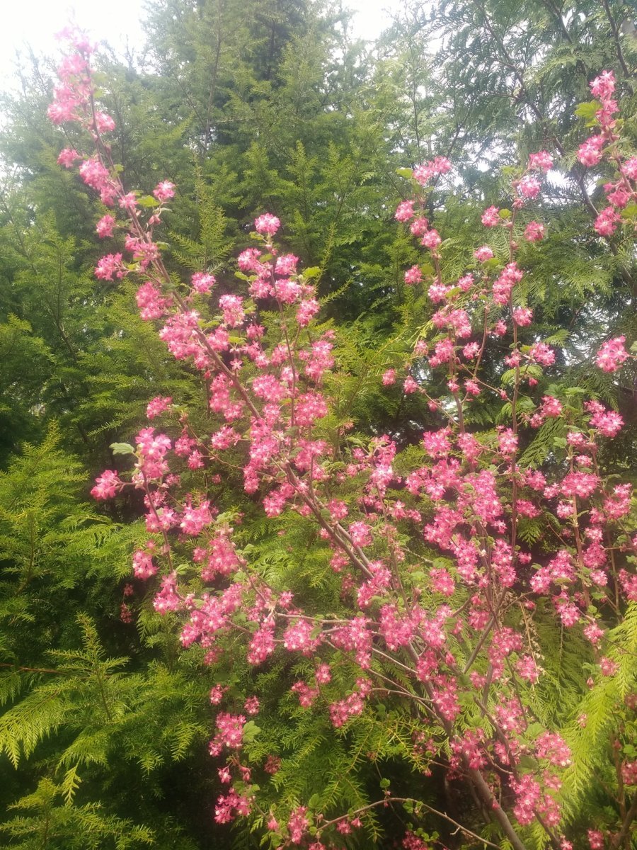 Смородина кроваво-красная - фото 5