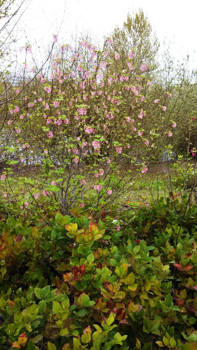 Смородина кроваво-красная - фото 2