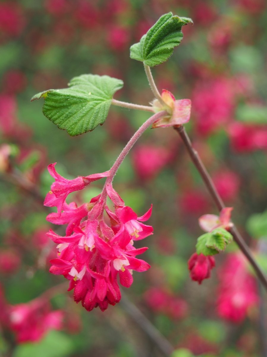 Смородина кроваво-красная - фото 8