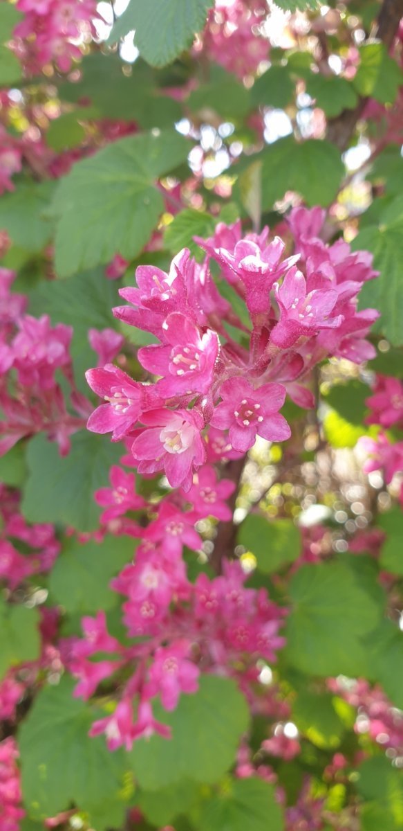 Смородина кроваво-красная - фото 4