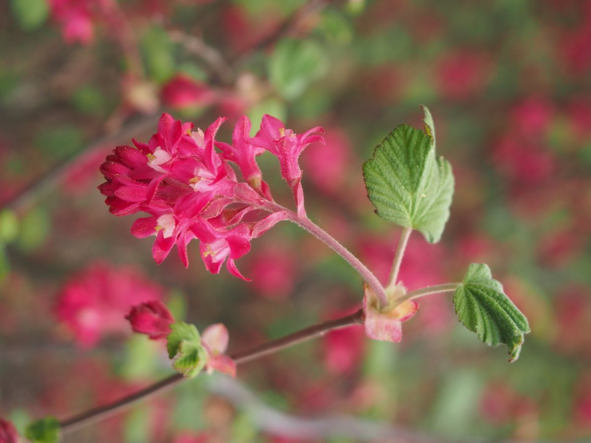 Смородина кроваво-красная - фото 9
