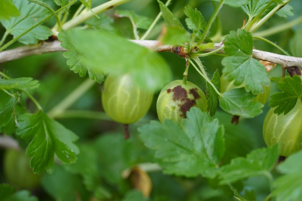 Крыжовник обыкновенный - фото 5